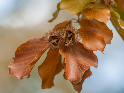 Zu sehen ist eine Nahaufnahme der reifen Bucheckern in den ge&ouml;ffneten Fr&uuml;chten an einem Rotbuchenzweig (Fagus sylvatica).