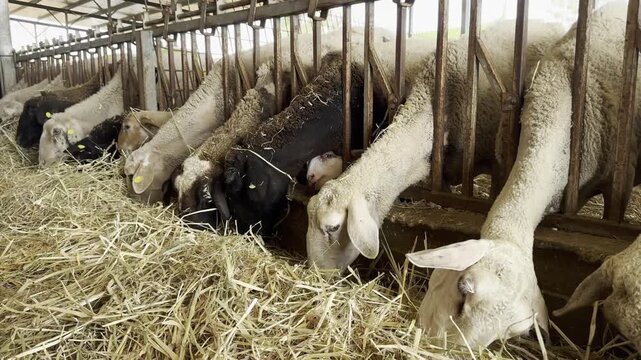 Kibbutz Assaf, Israel, October 23, 2026: Unrecognizable farm workers feed long-eared sheep with yellow and white ear tags as the animals eat hay, poking their heads through the metal corral bars under