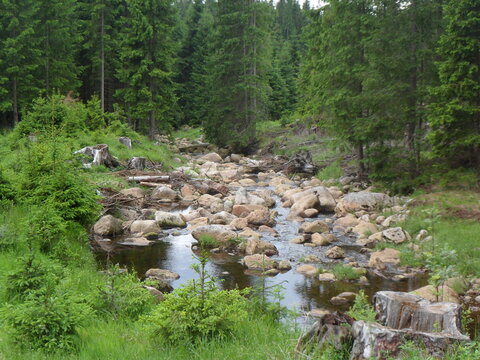 Wildbach Erzgebirge