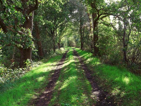 A grassy forest path between oak trees with green foliage, with sunlight shining through the trees. Tree landscape.
