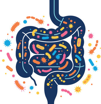 Human gut microbiota vector illustration showing healthy stomach microbiome system with good bacteria, probiotics, and flora flora isolated on white background