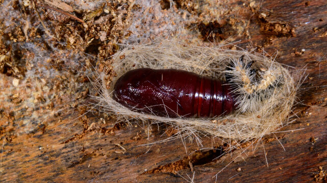 The pupa of a noctuid moth (family Noctuidae), tentatively identified as the fall webworm (Hyphantria cunea), is captured inside a transparent, silken cocoon on tree bark in New Jersey, USA.