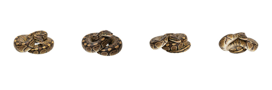 Cute Ball Pythons Isolated Set on White Background, Coiled Brown Snakes Resting in Various Poses, Python Regius Collection for Graphic Design, Reptile and Exotic Wildlife Stock Photo Set   