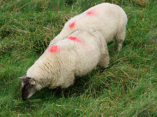 Two thick-wooled sheep grazing on lush green grass, viewed from an elevated angle. The sheep, appearing to be of the Suffolk breed with dark faces and legs, feature prominent bright red raddle dye mar © Christian Bunge