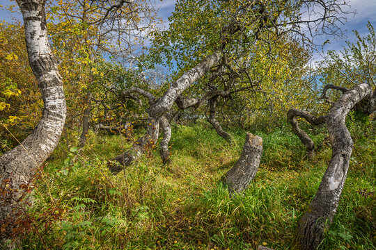 Gnarled Trees and Twisted Branches in Crooked Bush,, Saskatchewan, Canada, During Autumn