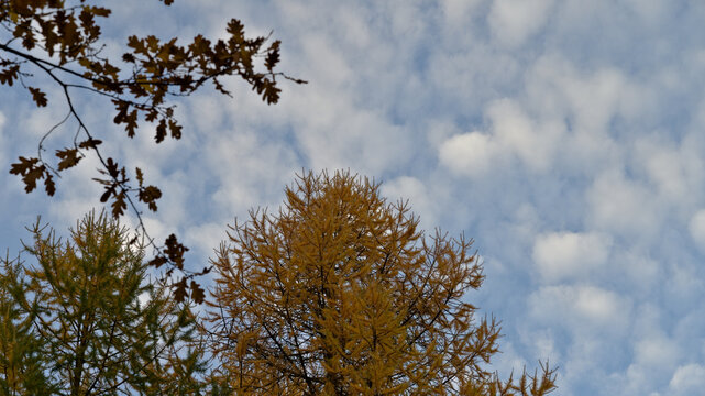 Golden larch treetop under a sky of scattered clouds