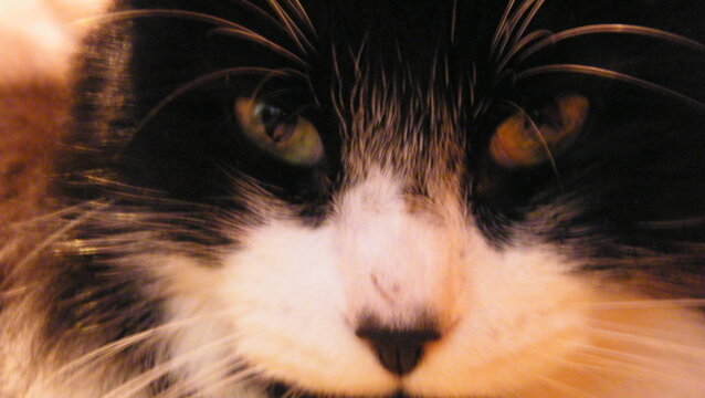 Gato