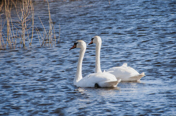 Two mute swans swimming side by side on a lake in early spring © NataliyaF