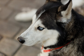 Profile portrait of Siberian husky dog with blue eye close up: black and white husky looking away outdoors in autumn park © Татьяна Яблокова