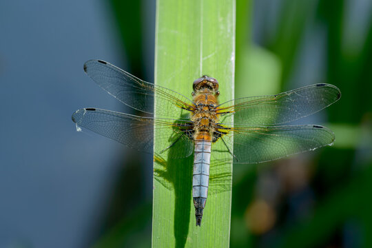 Libellula depressa or &nbsp;broad-bodied chaser dragonfly.