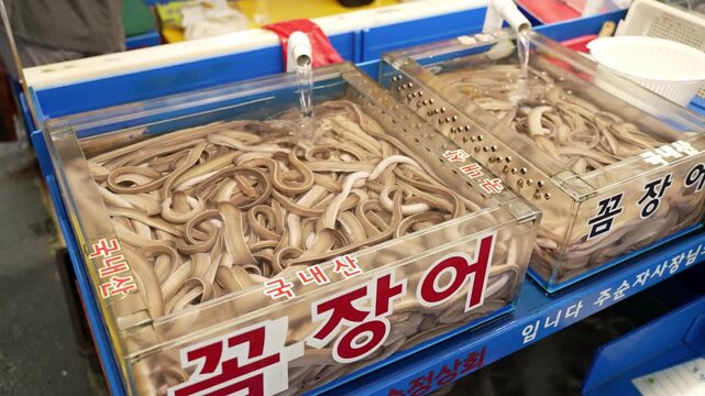 Live sea eels wriggling in water container with Korean eel label