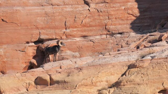 Desert bighorn sheep ram standing alert on a steep sandstone cliff ledge in valley of fire state park, scanning the rocky arid landscape under bright natural daylight