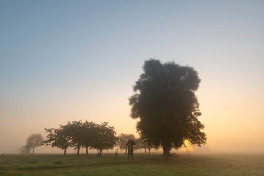 The sun rises through the morning mist. Trees stand in a meadow, illuminated from behind.
