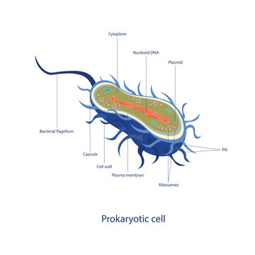 Prokaryotic cell structure diagram. Cell in cross-section, cytoplasm, nucleoid DNA, plasmid, pili, ribosomes, plasma membrane, cell wall, capsule, bacterium flagellum. Illustration for education, biol