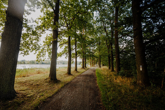 Oak-lined path beside pond