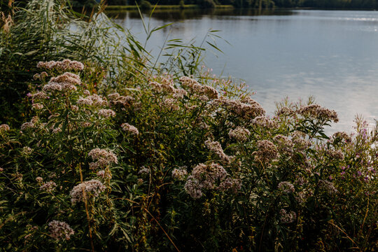 Pink wildflowers at lake shore