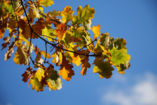 autumn leaves against blue sky