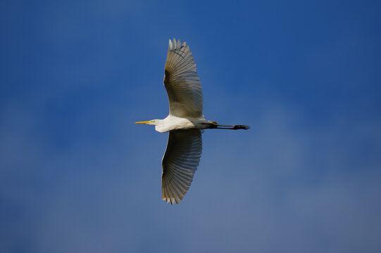 great white heron in flight