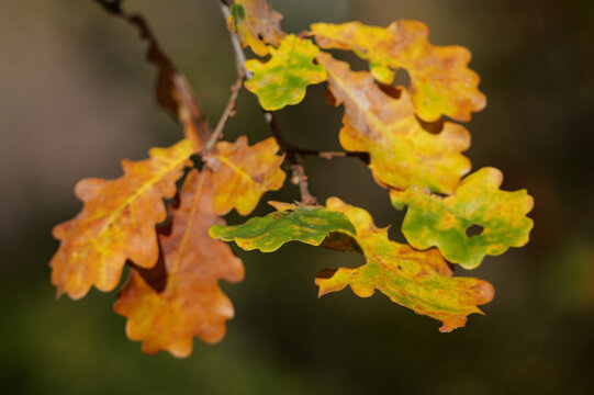 autumn leaves on a tree