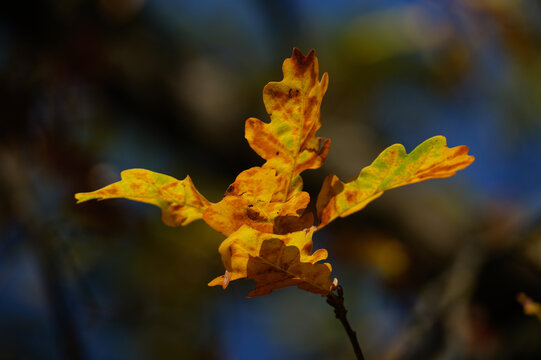 autumn leaves on a tree