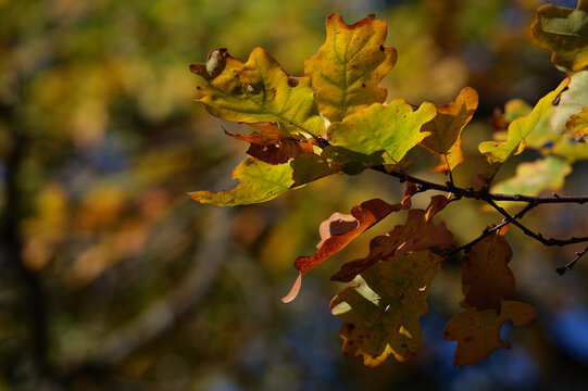 autumn maple leaves