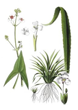 Common arrowhead also arrow leaf, Sagittaria sagittifolia (left), Crab claw, Stratiotes aloides (right), Historical, digitally restored reproduction of a 19th century original