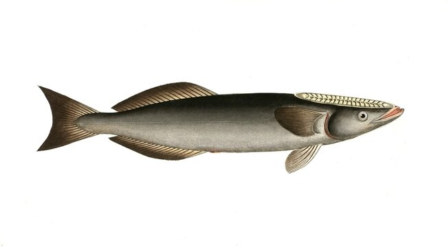Fish, Fish, Echeneis Remora, Common remora, sharksucker, Historical, digitally restored reproduction from a 19th century original, Record date not stated