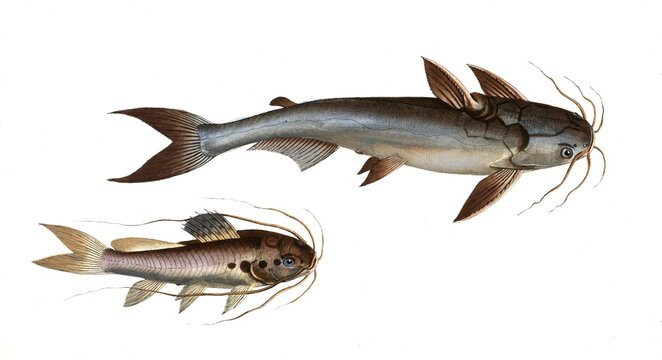 Fish, fishes, top: Genus of fish from the family of the true catfishes within the order of the catfishes, Silurus nodosus, the knotty silure. left: Genus of fish from the family of the true catfishes within the order of the catfishes, Silurus quadrimaculatus, Der Vierfleck, the four spotted silure, Historical, digitally restored reproduction from a 19th century original, Record date not stated