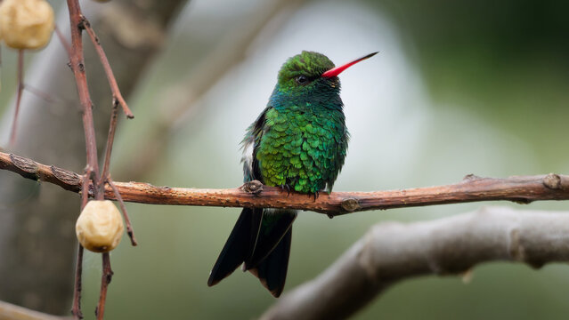 Gilded hummingbird (Chlorostilbon lucidus) perched on a thin branch with natural bokeh background, Uruguay