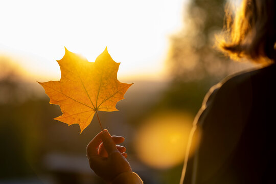 Yellow maple leaf in woman's hand on sunset, early autumn season