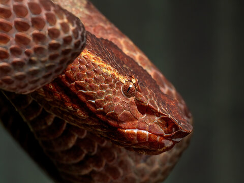 Close up head of Flat-nosed pit viper (Craspedocephalus puniceus, formerly Trimeresurus puniceus), or ashy pit viper, is a highly venomous snake native to Southeast Asia, most within Indonesia.