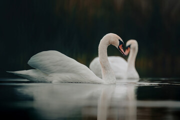 Pair of Mute Swans bonding together on calm water © Rogney