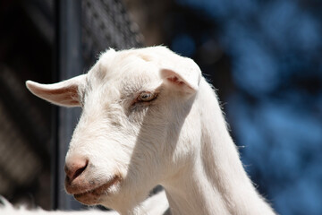 this is a close up of a goat © susan flashman