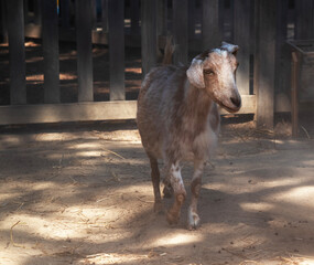 the goat is walking around the stable © susan flashman