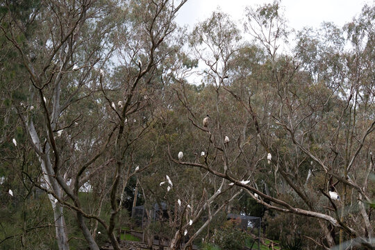 the trees are alive with little corellas and an ibis