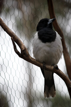 the pied butcher bird is perched on a branch