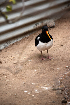 the pied oyster catcher is in an avairy