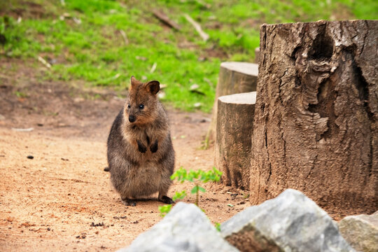 the quokka is standing in a field