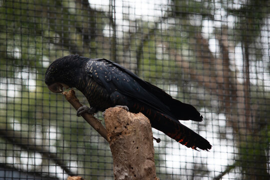 the female red tailed cockatoo is eating a branch