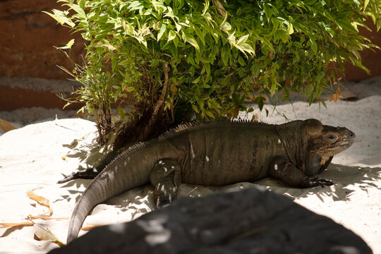 the rhinoceros iguana is lying in the shade