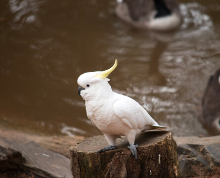 the sulphur crested cockatoo is standing on a log