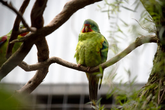 the swift parrot is perched on a branch