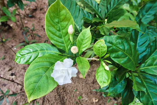 A close-up photograph of a blooming Crape Jasmine (Tabernaemontana divaricata), featuring a delicate double white flower emerging among glossy deep-green foliage.