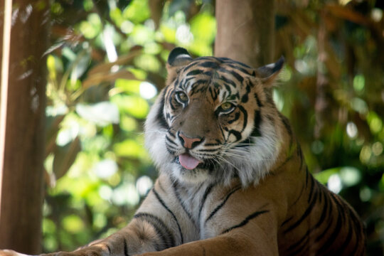 the tigers tongue is sticking out