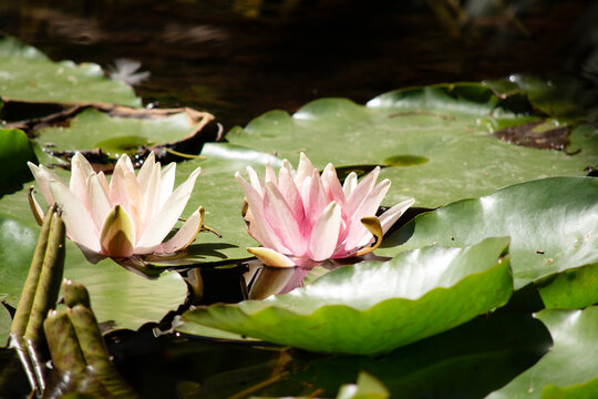 this is two pink water lilies