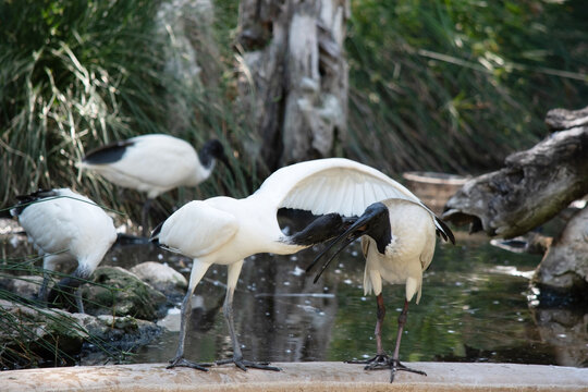 the young white ibis is interacting with its mother
