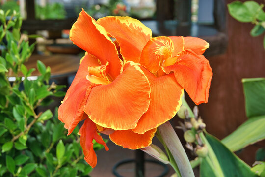 A vibrant close-up photograph of an orange Canna Lily in full bloom, displaying broad, ruffled petals accented with golden-yellow edges and intricate markings near the flower's center.