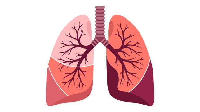  A medical vector illustration of human lungs with detailed branching bronchi and bronchioles
