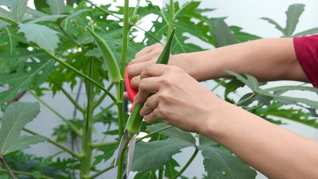Using handheld shears to harvest okra from plants in the garden for use in cooking