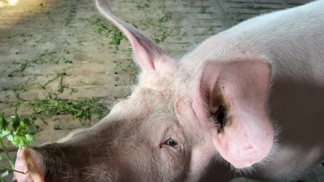 Pig eats alfalfa grass in a farm.